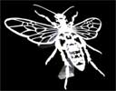 abeille d&eacute;coup&eacute;e inox